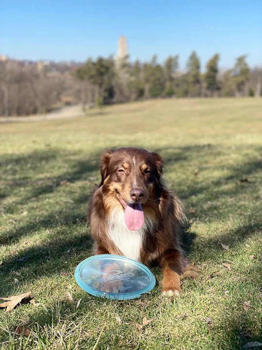 Ara, Dr. Allison Keheller's dog in Denver, NC